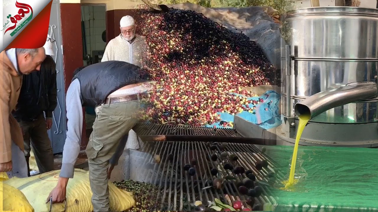 موسم جني الزيتون.. الفرق بين المعصرة التقليدية والعصرية..  وهذا ما يحتاجه الزيتون لانتاج وافر
