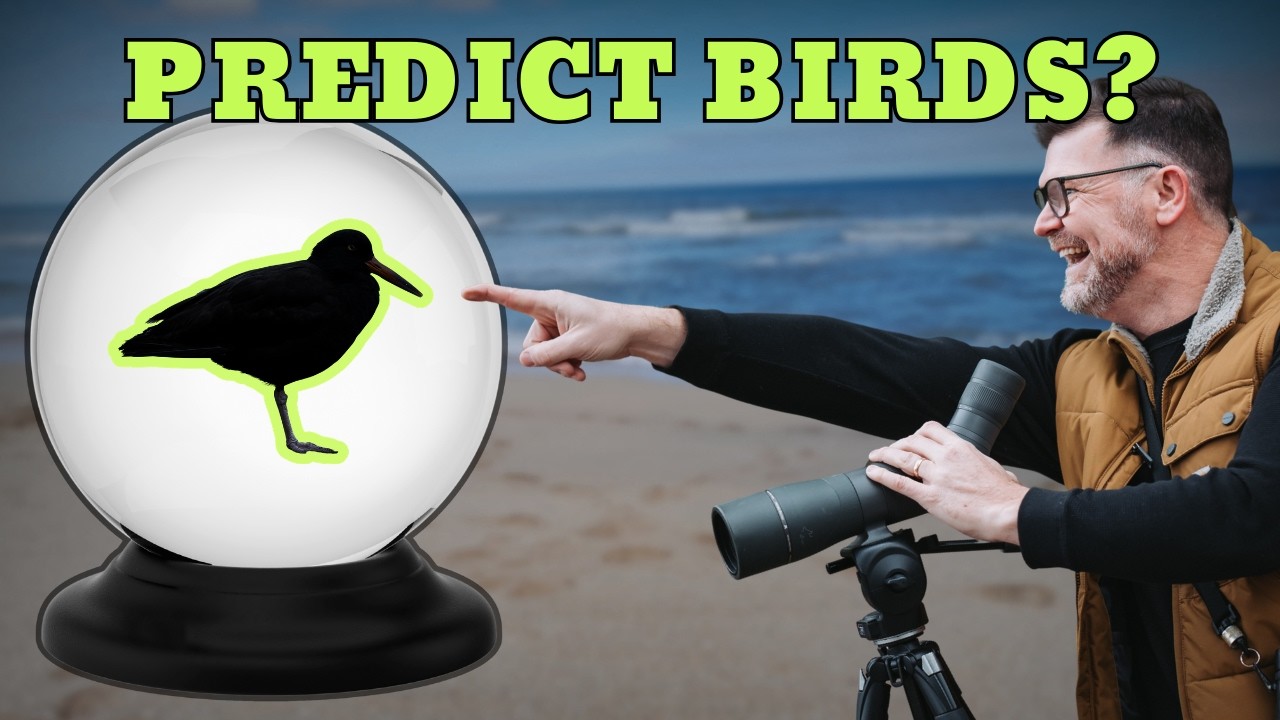 Как использовать функцию поиска знаковых видов птиц на eBird для поиска целевых птиц