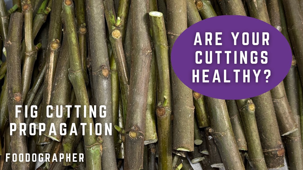 Fig Cutting Propagation: How To Take Ideal Cuttings - Are Your Cuttings Healthy?