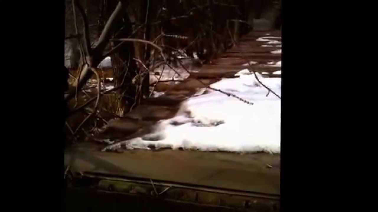Trailer Park Wild Turkey hunt Part 3 THE GOBBLER!