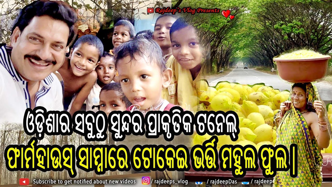 ଓଡ଼ିଶାର ସବୁଠୁ ସୁନ୍ଦର ପ୍ରାକୃତିକ ଟନେଲ୍ , ଫାର୍ମହାଉସ୍ ରେ ଟୋକେଇ ଭର୍ତ୍ତି ମହୁଲ ଫୁଲ | Rajdeep's Vlog - 194