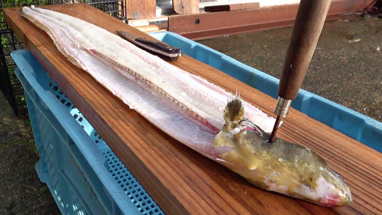 １キロ越えのウナギをさばいて食べてみました