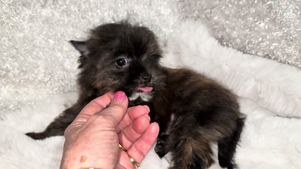 Bear: Rare Tiger Brindle Yorkie