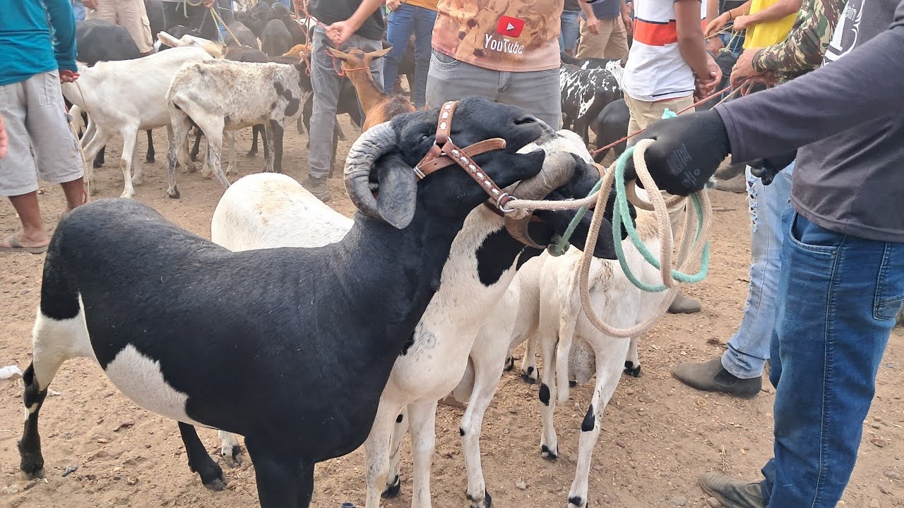 Feira de Caprinos e Ovinos  de tabira Pe 28/01/2026