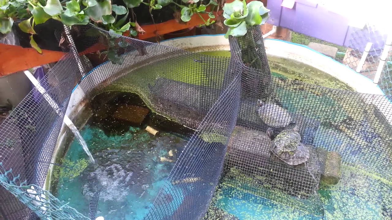 How Cheap Inexpensive Aquaponic Self Sustaining Planted Turtle Pond