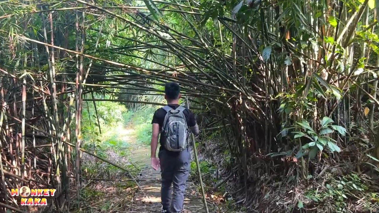 Dad quietly went into the forest to look for Monkey Kaka.