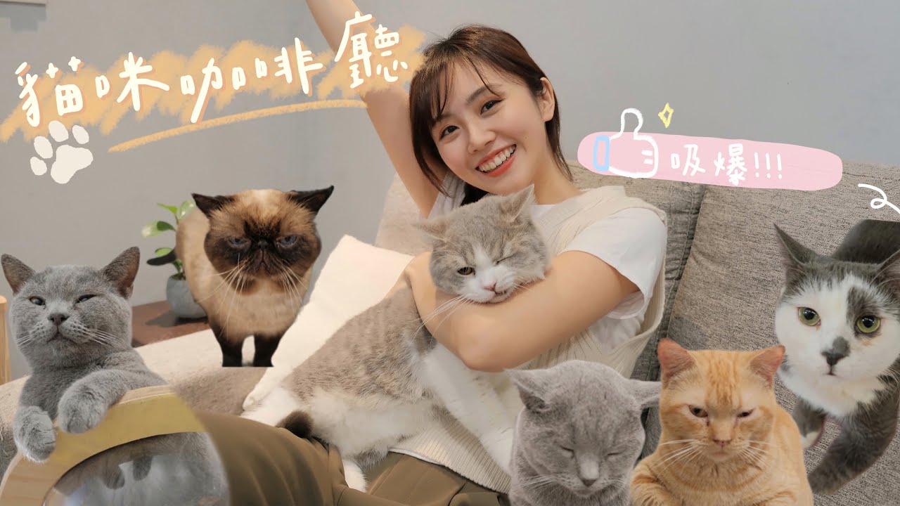 激推！桃園三家貓奴必去的貓咪咖啡廳( ´͈ ᗨ `͈ )◞♡⃛ 絕對心臟爆擊