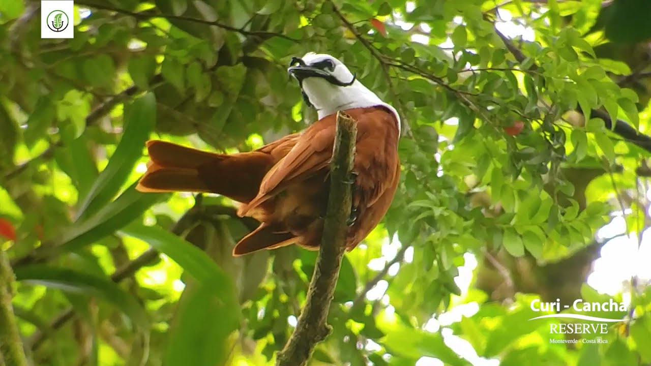 Pájaro Campana / Procnias tricarunculatus (Reserva Curi Cancha, Monteverde)