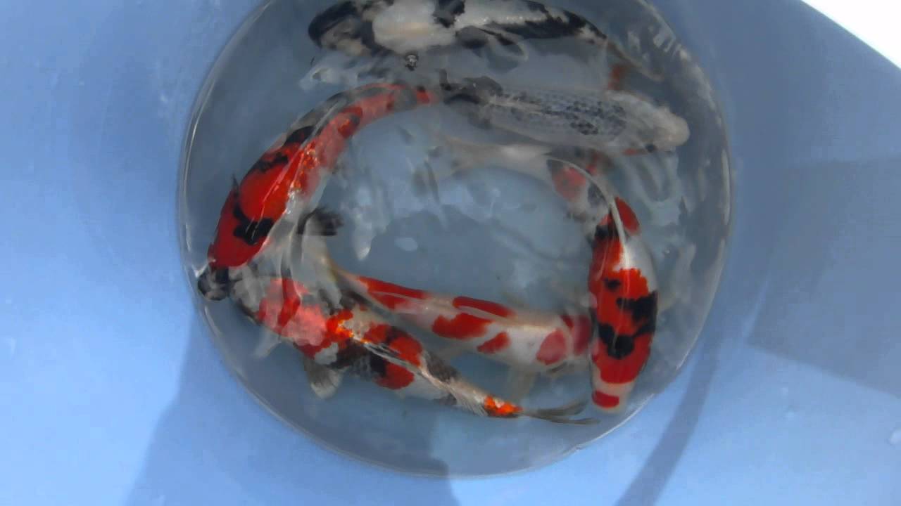 Zoo-Flottmann - High Grade Tosai Ogata Koi Farm
