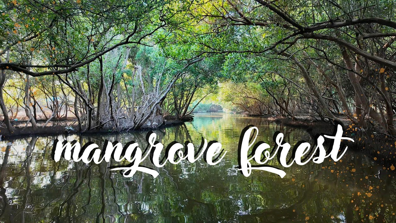 mangrove forest Pondicherry. (@v2cordial )
