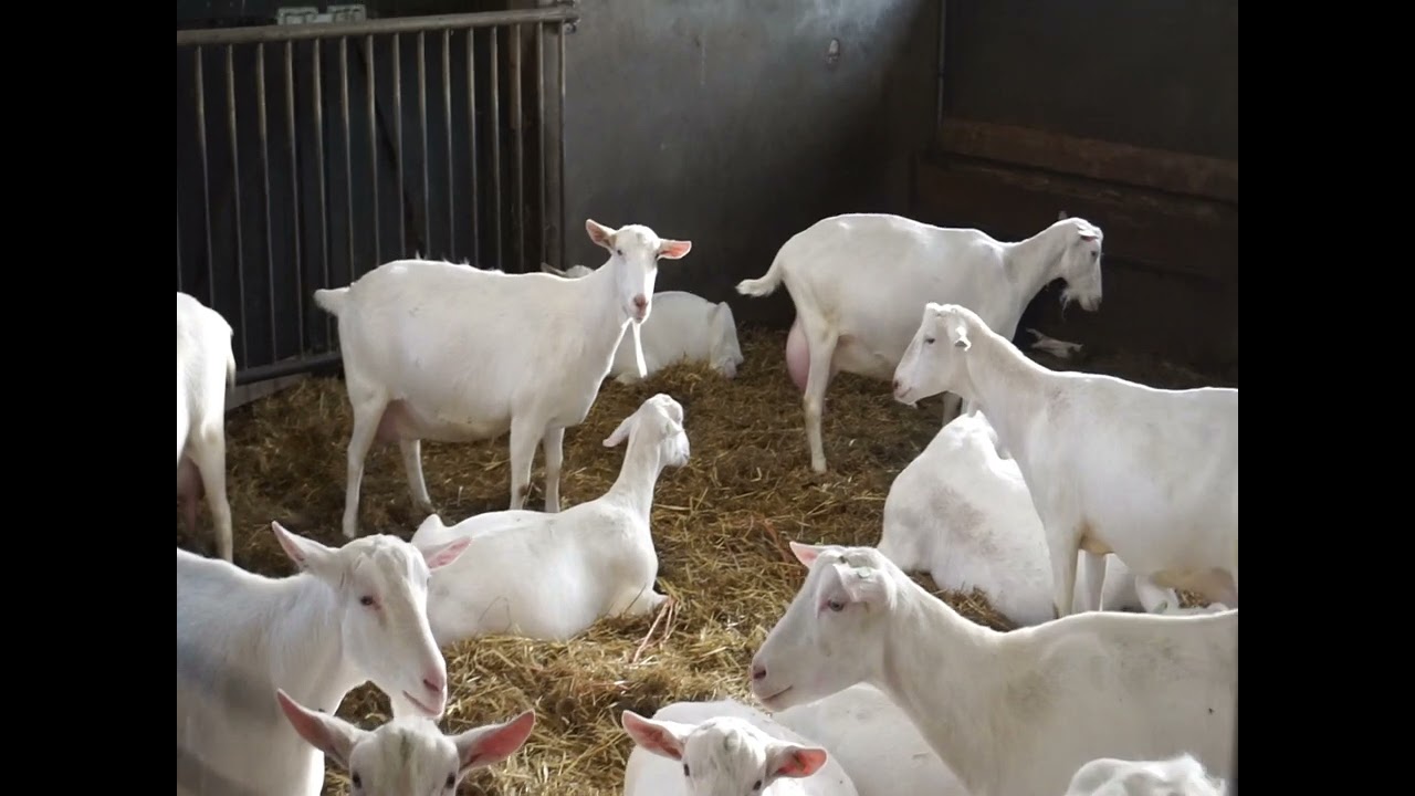 ‼️ FERMĂ DE CAPRE DIN OLANDA RASA SANNEN SI ANGLONUBIEN ‼️ partea 1. [ Capre de rasă 100 %]