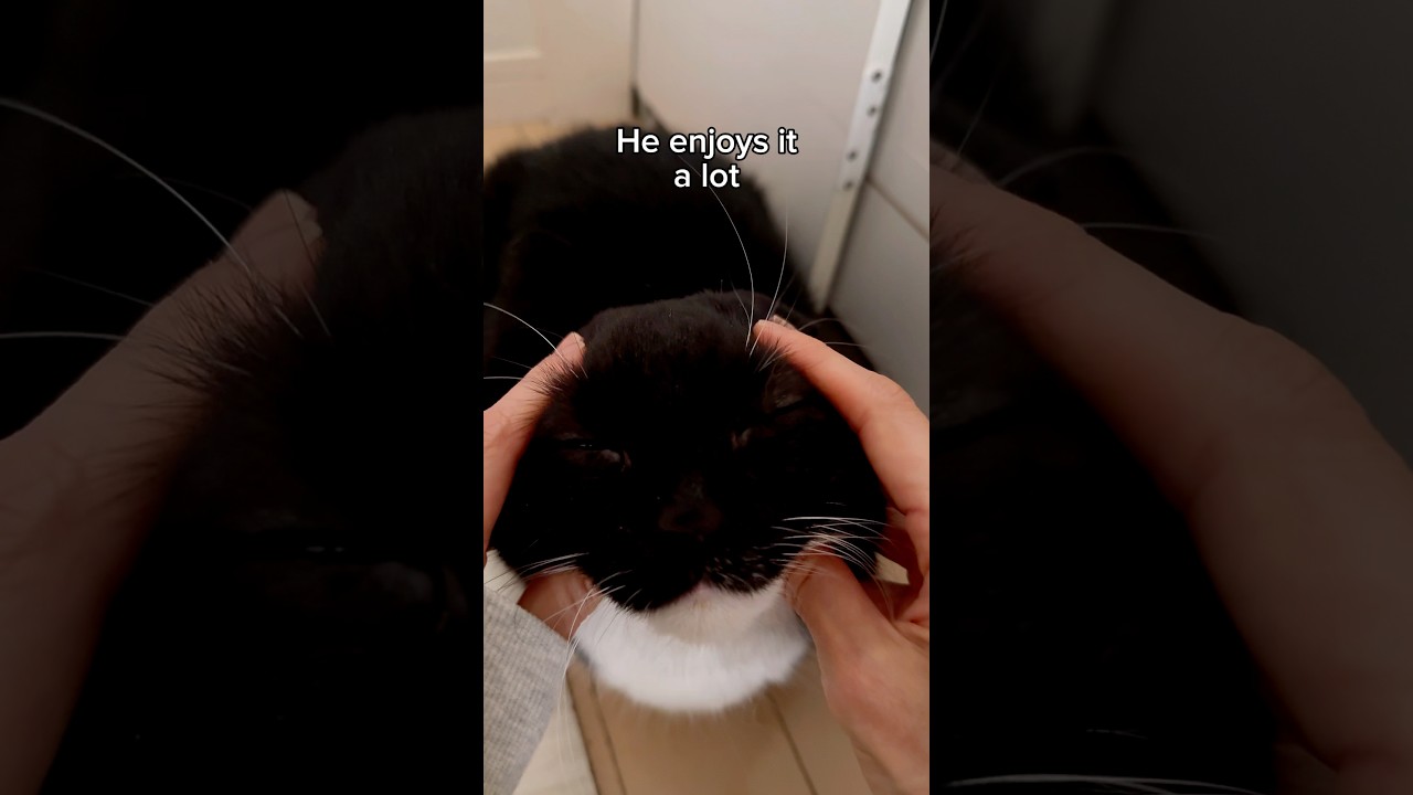 I had to try out this trend with Uni! #trend #kitte #burger #cat