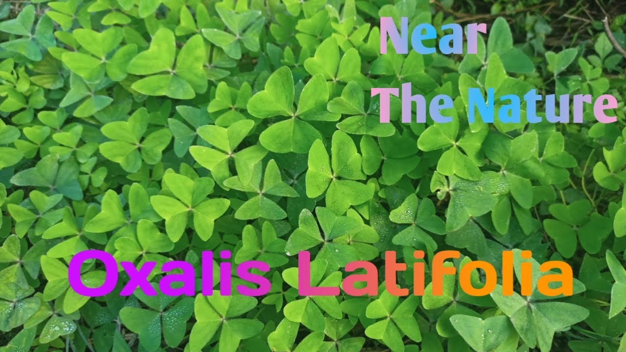 Oxalis latifolia (khatti booti) Identification of oxalis latifolia found near the water source.