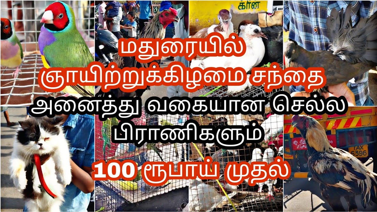 மதுரையில் ஞாயிற்றுக்கிழமை சந்தை / Sunday pets market explore /  #pigeons #pets #pigeonlover