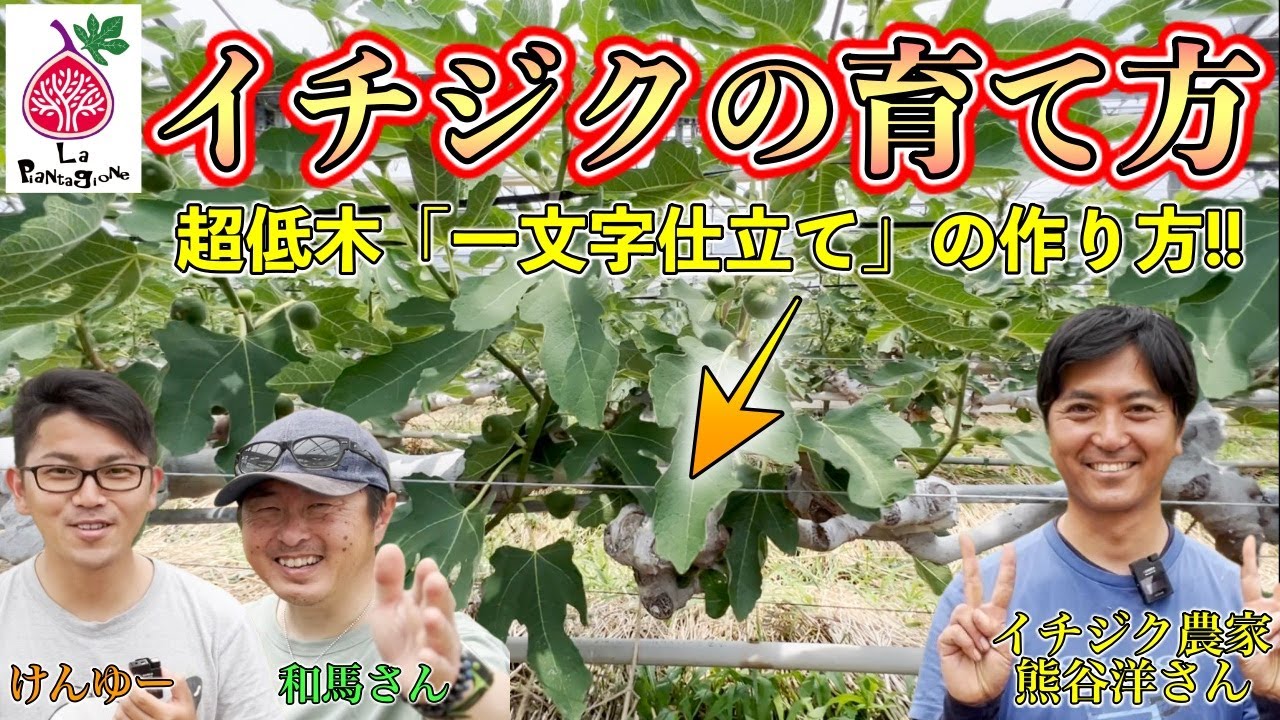 【凄い栽培】イチジクの育て方！超低木「一文字仕立て」！土の作り方など徹底解説！【ラ・ピアンタジョーネ 熊谷洋さん 】