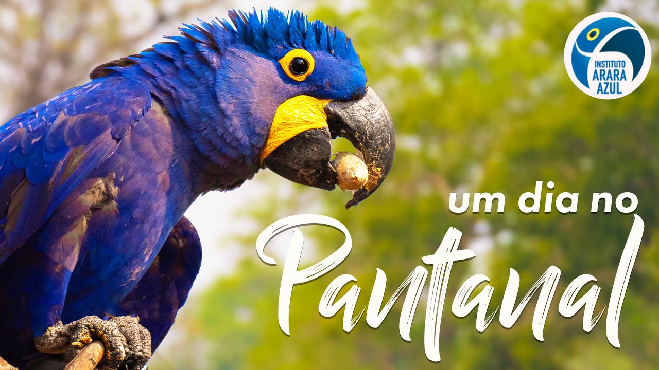 Um dia com as ARARAS no PANTANAL │Instituto Arara Azul │Natureza Conservação | Meio ambiente PARTE 1