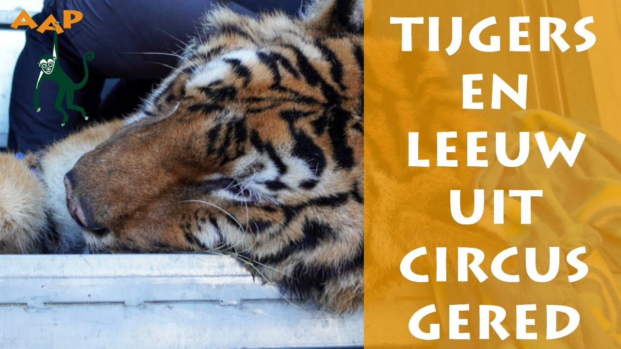 AAP haalt laatste wilde dieren uit Portugese circussen - Stichting AAP