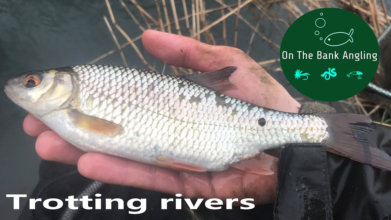 Small River Float Fishing With Maggots