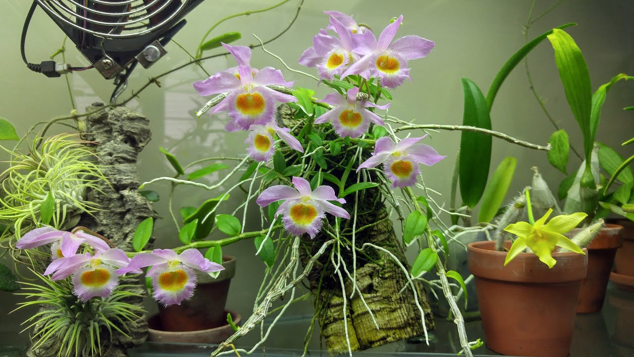 Orchids update March 2022