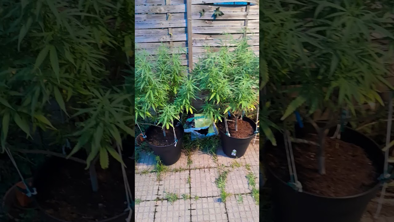 Outdoor canna, Powerkush early flo