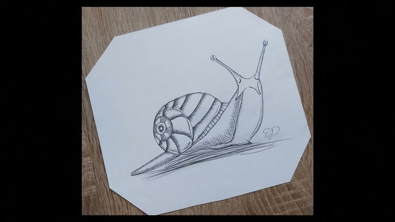 How to Draw a Snail Easy Step by Step 17 Minutes