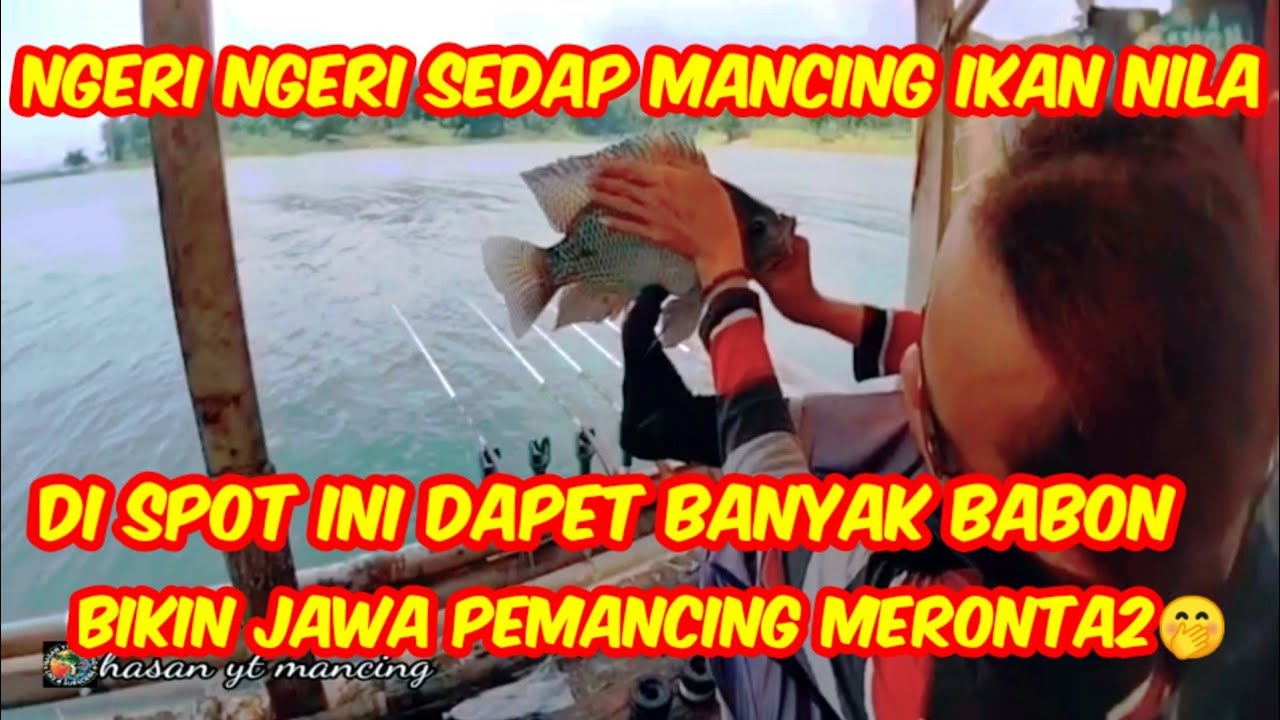 Ngeri ngeri sedap mancing ikan nila di spot ini dapet Banyak Babon bikin jiwa pemancing meronta2🤭
