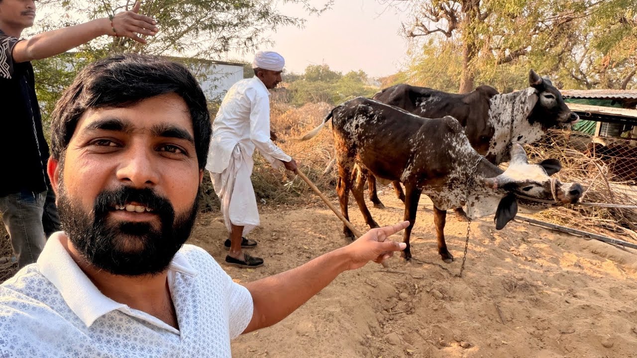 Haren kone api Kankrej cow farm #bharattharanikankrejcow #cow #cowvideos 