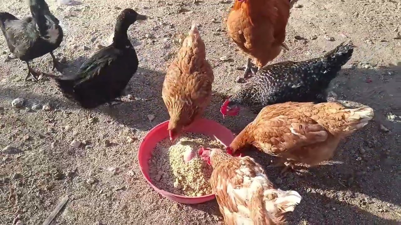 江苏无锡人在辽宁大山里的猫冬生活，欢欢让着大公鸡吃饭