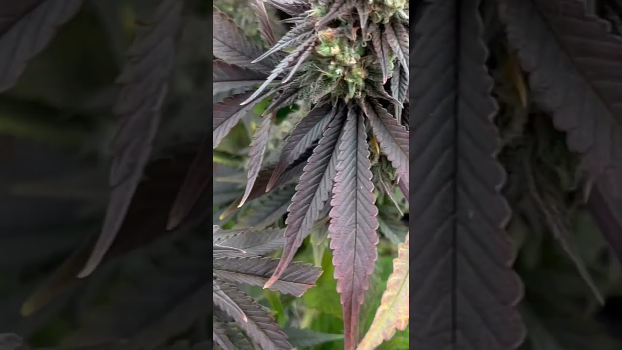 Mk ultra cannabis grow in soil fall colors