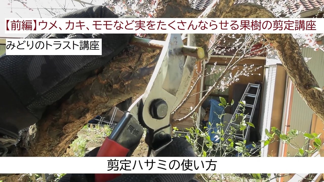 【前編】ウメ、カキ、モモなど実をたくさんならせる果樹の剪定講座～みどりのトラスト講座１～