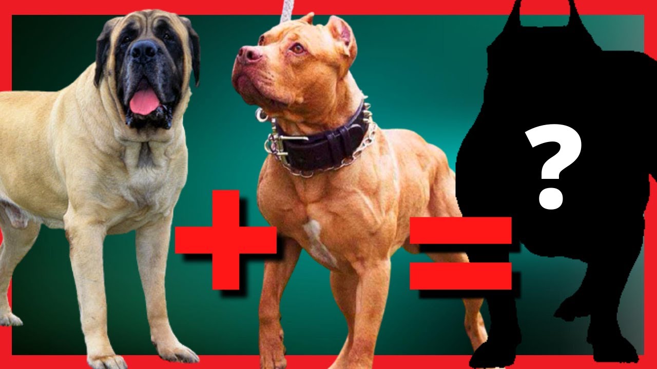 TOP misturas de cães grandes e Gigantes que você precisa conhecer [Pitbull, Mastiff,Boxer, etc...]