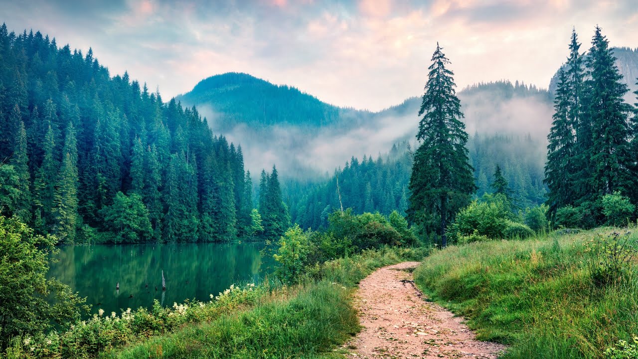 White Noise | Gentle Rain Ambience | Study, Meditate, or Fall Asleep Fast