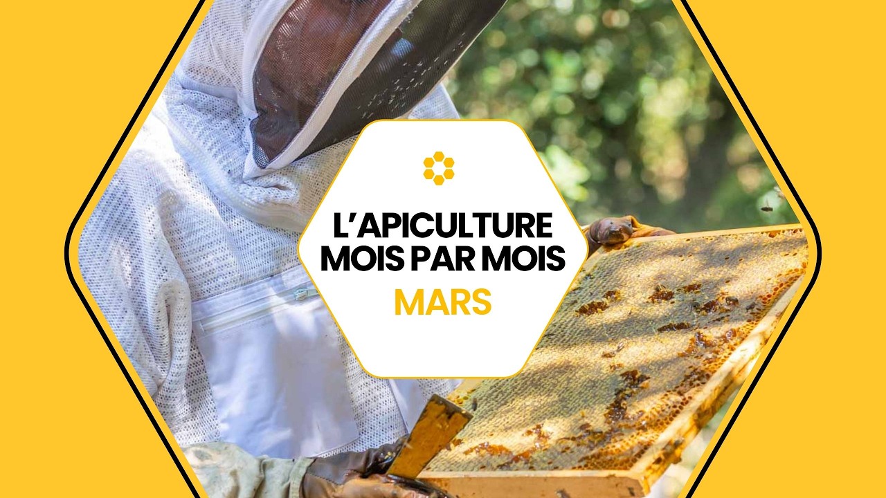 🐝 Conseils apicoles de mars : que faire au rucher ? #conseils #apiculture  #mars  #icko