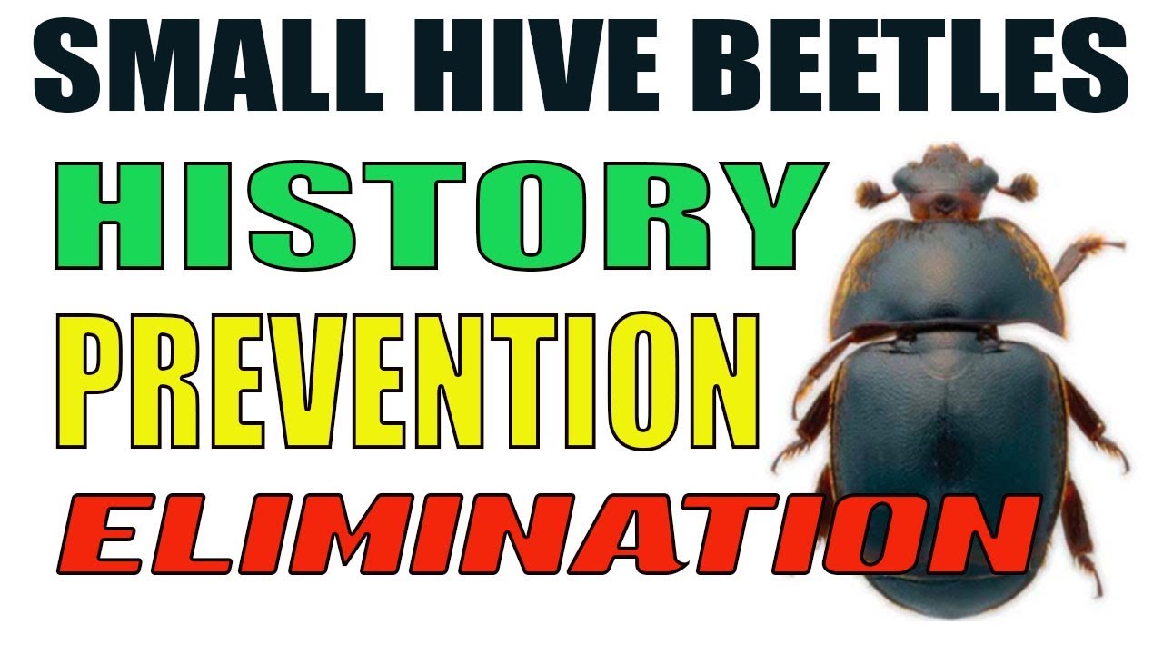 What Are Small Hive Beetles and How To Eliminate Them