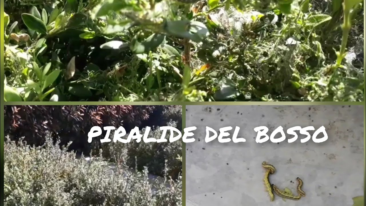 BOSSO | PIRALIDE DEL BOSSO insetto voracissimo
