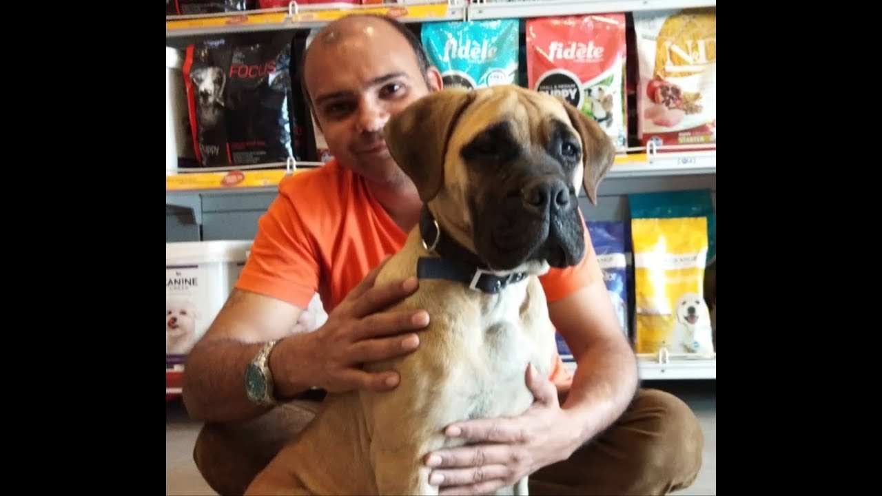 Bull Mastiff The Giant at 4 months by Baadal Bhandaari pathankot 9878474748