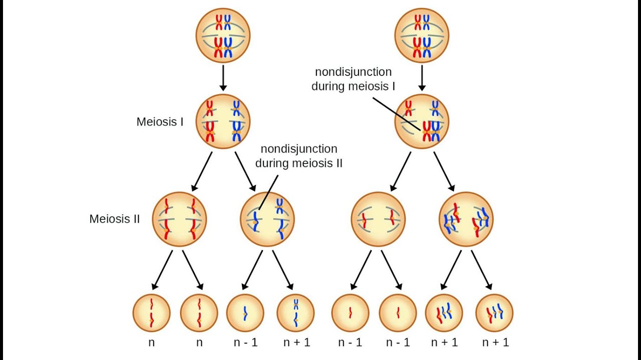 รวมแนวข้อสอบชีวะ nondisjunction ขณะแบ่งเซลล์