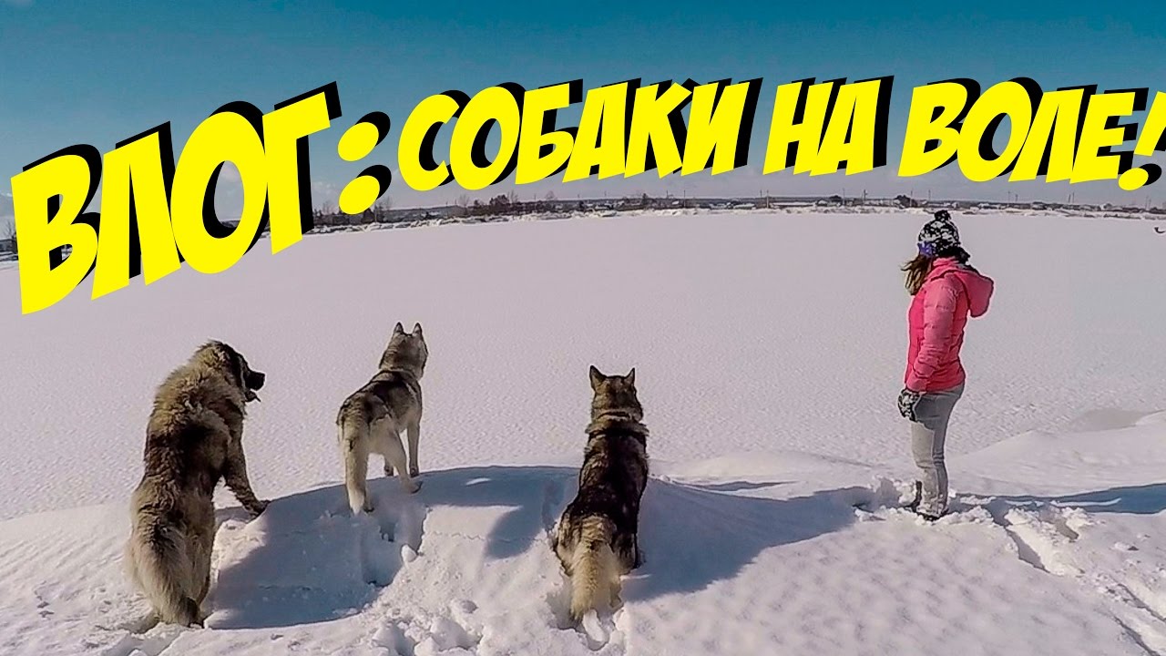 ВЛОГ: ЖИВОТНЫЕ В ДИКОЙ ПРИРОДЕ!