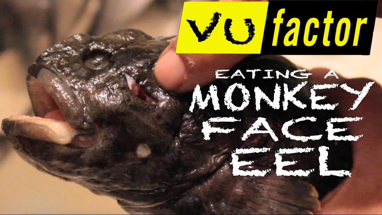 EATING A MONKEY FACE EEL