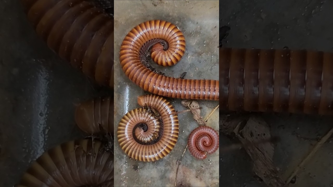 Two Big Millipedes Close-up And One Close-up Millipede #millipede #closeup #insect #hunting