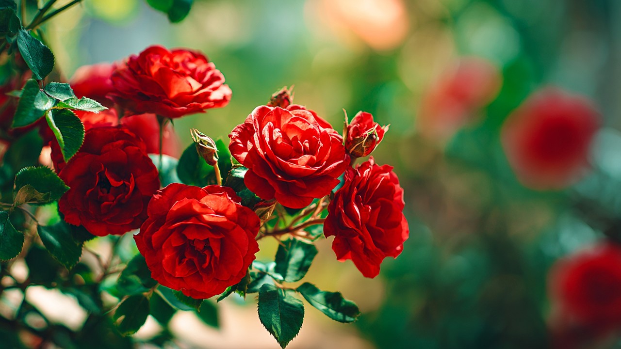 Прекрасные мелодии, вызывающие слезы 🌺 Лучшие весенние песни 🌿 Сергей Гера