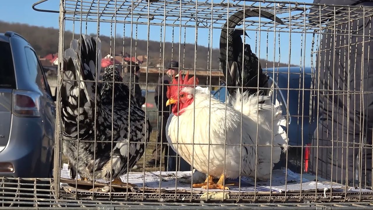 Targul de pasari si animale mici Ludus, Mures 5 Ianuarie 2025 Nou!!!