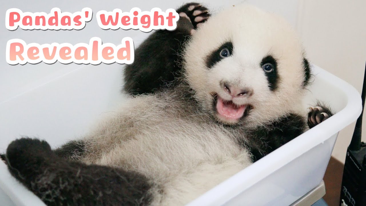 How Do Nannies Weigh Panda Babies? | iPanda