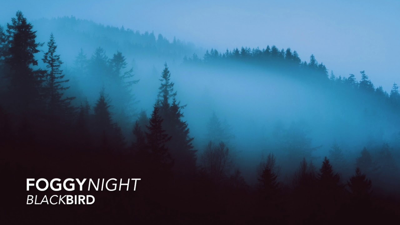 Blackbird - Foggy Night