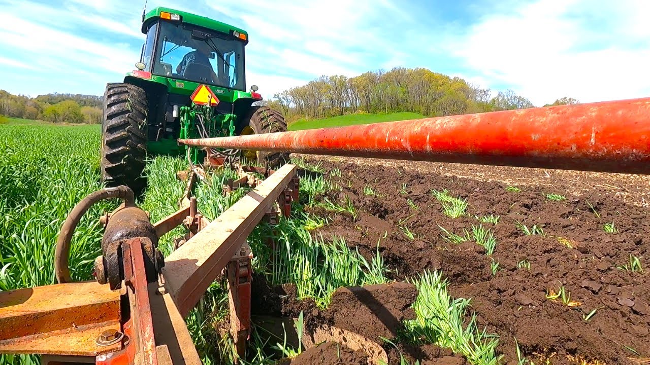 Moldboard Plowing Rye! Keeping It Old School!