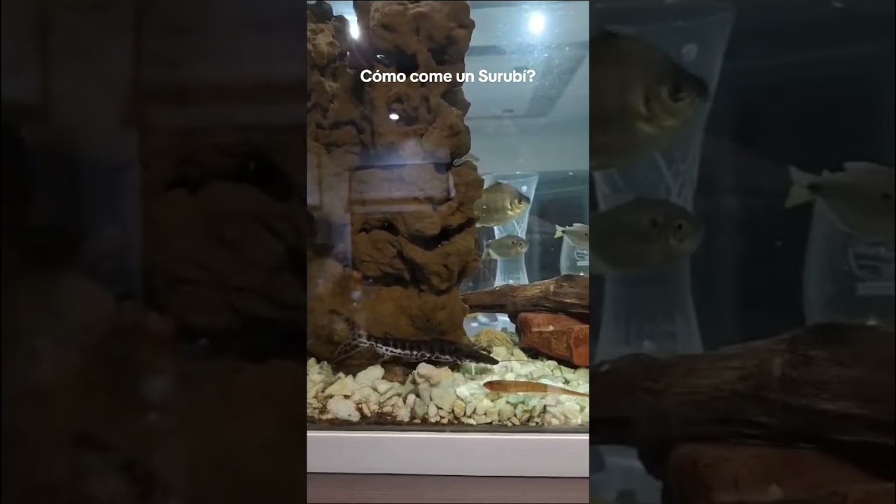 Surub&iacute; comiendo en pecera. Buen domingo para todos! Que lindo estuvo el streaming! #surubi #video