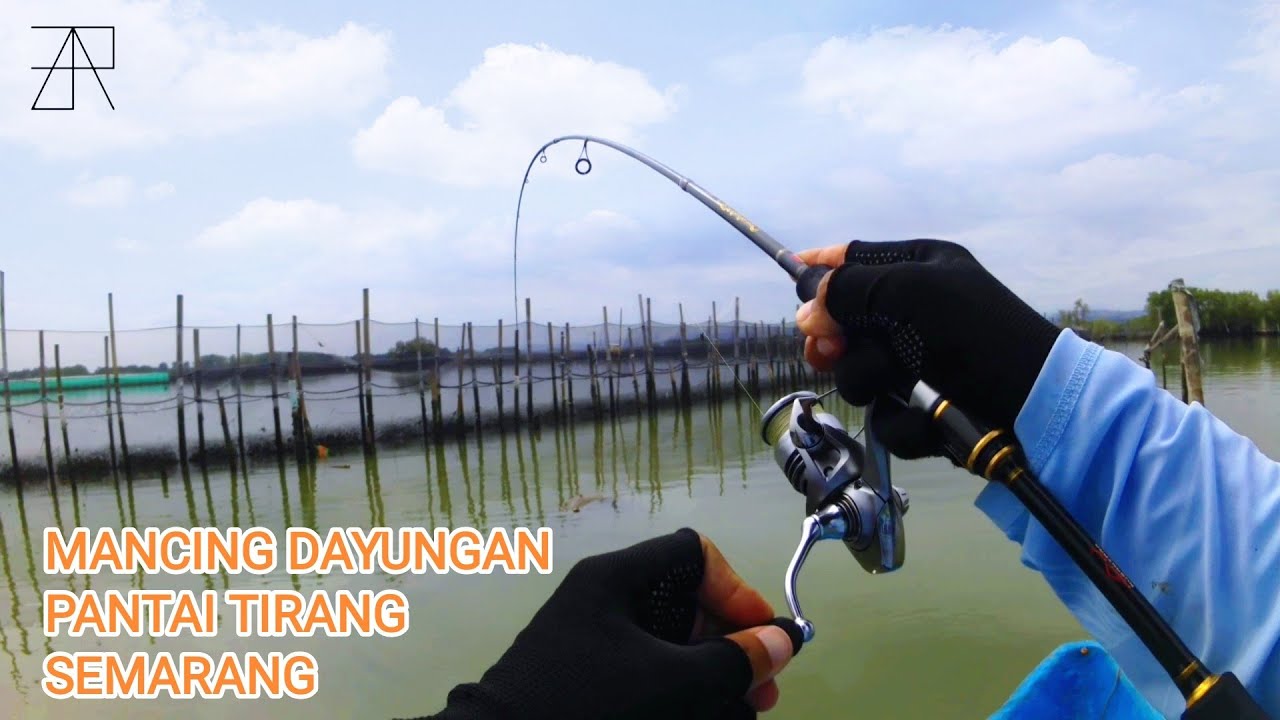 Mancing Runcah Di Tambak Pantai Tirang Semarang Strike Terus ll Mancing Semarang