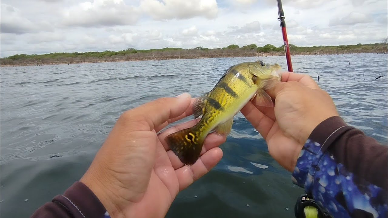ERA UM PEIXE, ATRÁS DO OUTRO! Parte 2