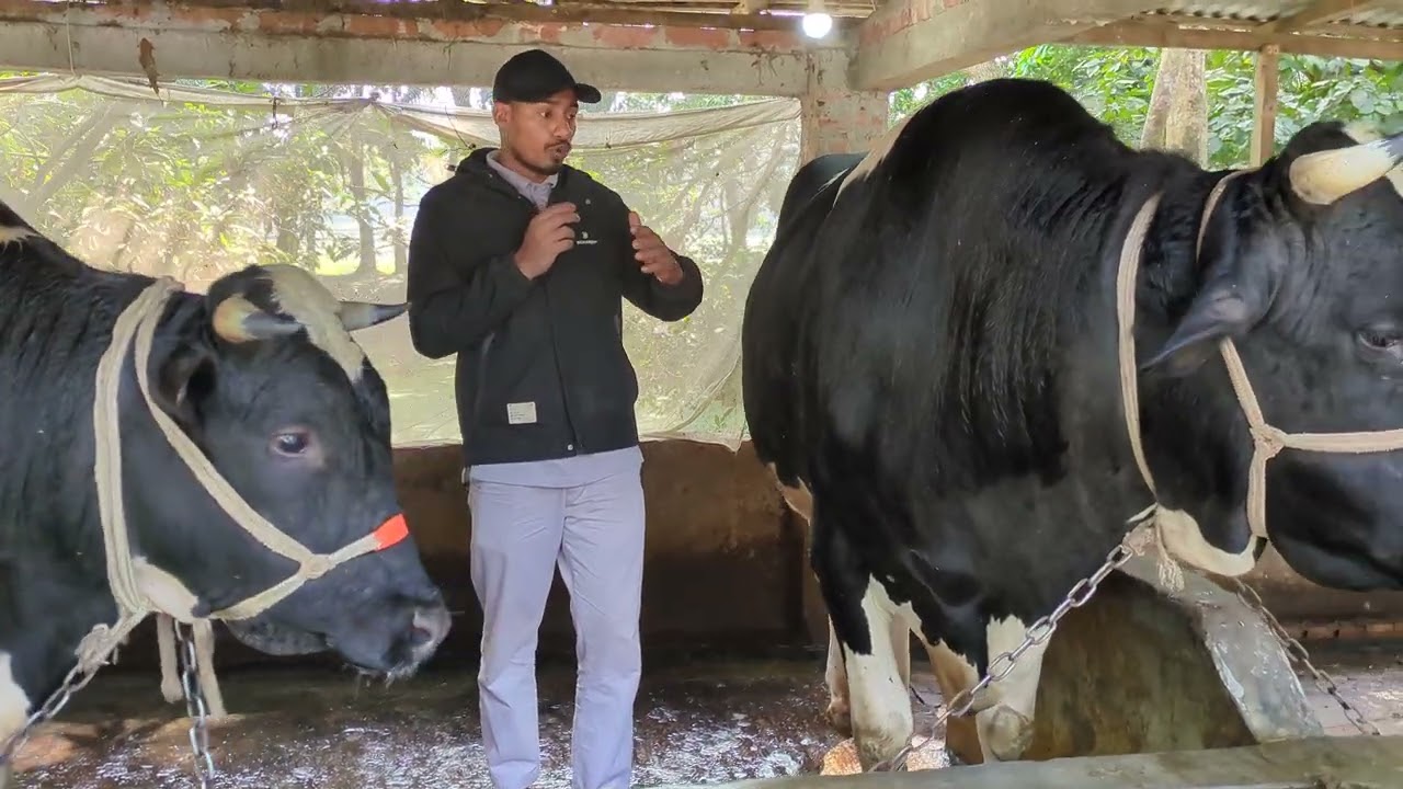 গরু মোটাতাজা করার জন্য যে ধরনের গরু বাছাই করবেন🐄🐄