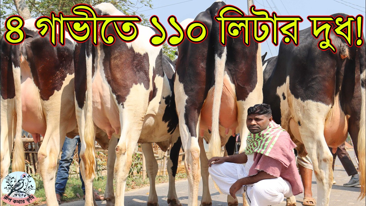 তুয়া ডেইরি ফার্মের ১১০ লিটার দুধের গ্যারান্টি। এক সঙ্গে ৭টি গাভী নিলে সারা বাংলাদেশ গাড়ি ভাড়া ফ্রি।